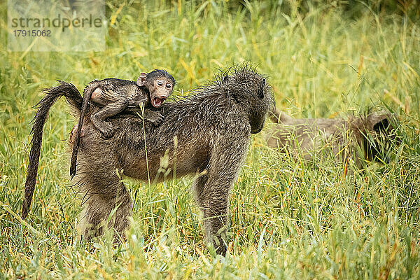Pavianweibchen mit ihrem Baby  Makuleke Contractual Park  Krüger-Nationalpark  Südafrika  Afrika