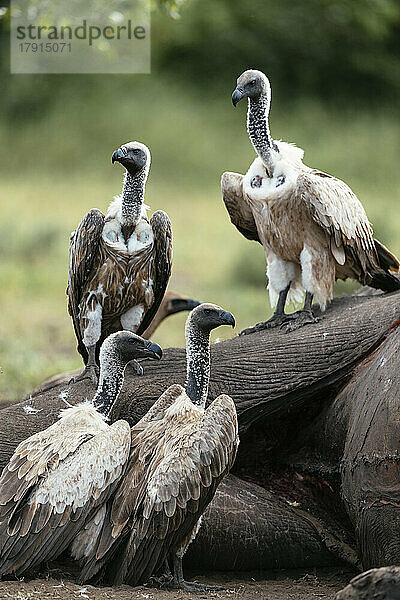 Weißrückengeier stehend über einem Elefantenkadaver  Makuleke Contractual Park  Kruger National Park  Südafrika  Afrika