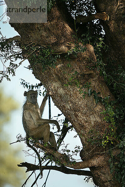 Pavian im Baum sitzend  Makuleke Contractual Park  Krüger-Nationalpark  Südafrika  Afrika