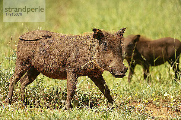 Warzenschwein  Pafuri-Reservat  Makuleke-Vertragspark  Krüger-Nationalpark  Südafrika  Afrika