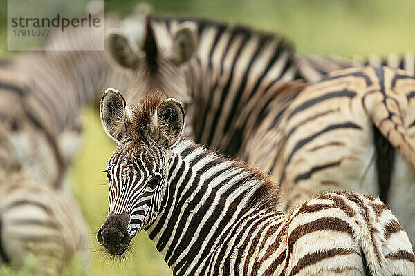 Burchell's Zebras  Makuleke Contractual Park  Krüger-Nationalpark  Südafrika  Afrika