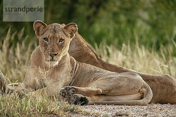 Löwin  Timbavati Private Nature Reserve  Krüger-Nationalpark  Südafrika  Afrika