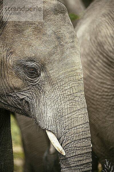 Afrikanischer Elefant  Privates Naturschutzgebiet Timbavati  Krüger-Nationalpark  Südafrika  Afrika