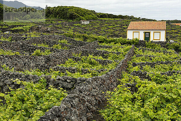 Steinmauern um die Weinberge im Dorf Biscoitos  Insel Terceira  Azoren  Portugal  Atlantik  Europa