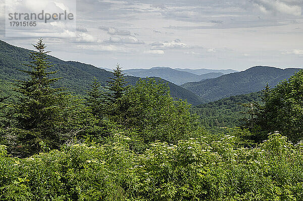 Blick auf die Blue Ridge Mountains vom Appalachian Trail im Sommer  Avery County  North Carolina  Vereinigte Staaten von Amerika  Nordamerika