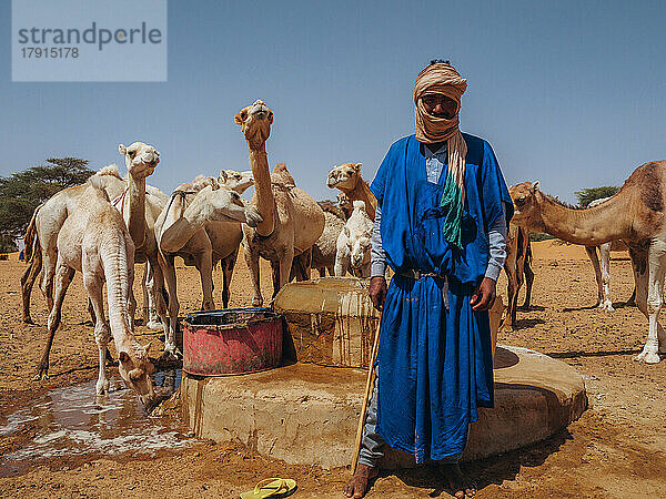 Ein Arbeiter mit seinen Dromedaren holt Wasser aus einem Brunnen in einem Dorf zwischen Nouakchott und Tidjikdja  Mauretanien  Sahara  Westafrika  Afrika