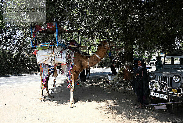 Traditionelle nomadische Rabari-Stammesfrau mit ihrem Kamel  das ihre weltlichen Besitztümer trägt  ruht sich im Schatten eines Baumes aus  Gujarat  Indien  Asien