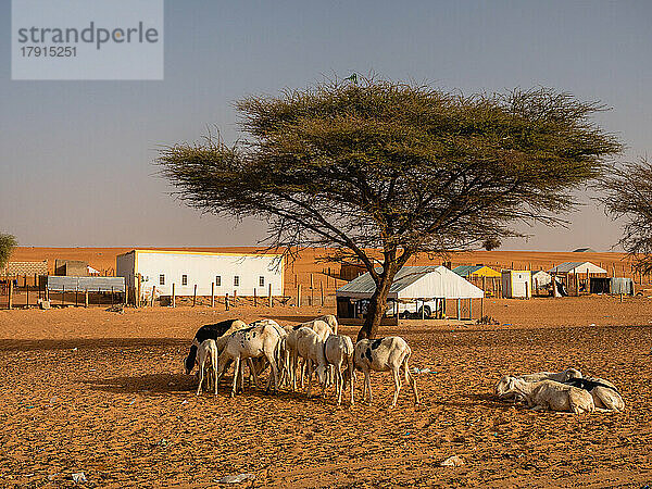 Viehbestand in Boutilimit  Mauretanien  Wüste Sahara  Westafrika  Afrika