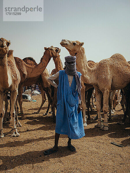 Nouakchott Kamelmarkt  Nouakchott  Mauretanien  Westafrika  Afrika