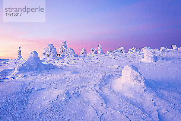 Romantischer Himmel in der Morgendämmerung über gefrorenen  schneebedeckten Bäumen  Riisitunturi-Nationalpark  Lappland  Finnland  Europa