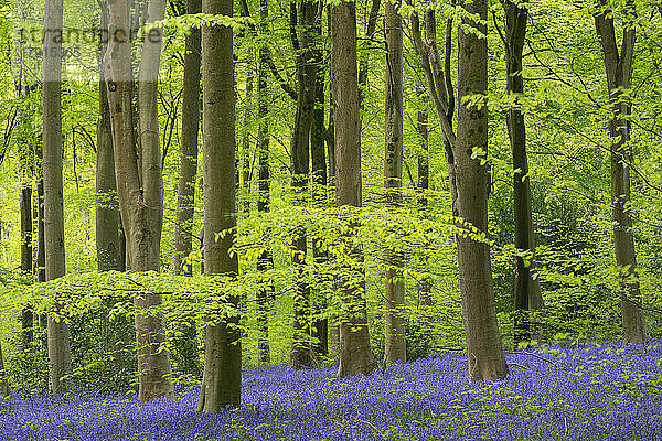Teppiche von Blauglocken in West Woods  Wiltshire  England  Vereinigtes Königreich  Europa