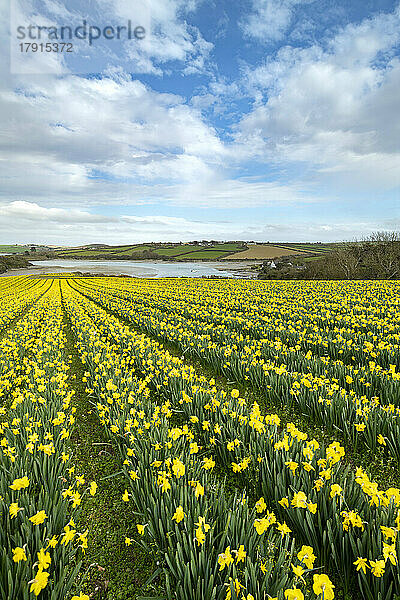 Feld mit blühenden Narzissen im Frühling in der Nähe von Padstow in Cornwall  England  Vereinigtes Königreich  Europa