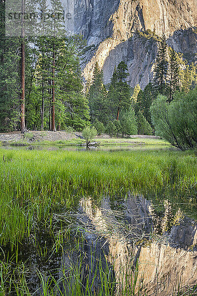 El Capitan spiegelt sich im Frühjahrshochwasser im Yosemite Valley  Yosemite National Park  UNESCO Weltkulturerbe  Kalifornien  Vereinigte Staaten von Amerika  Nordamerika