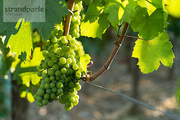 Sommersaison in den Weinbergen von Franciacorta in der Provinz Brescia  Region Lombardei  Italien  Europa.