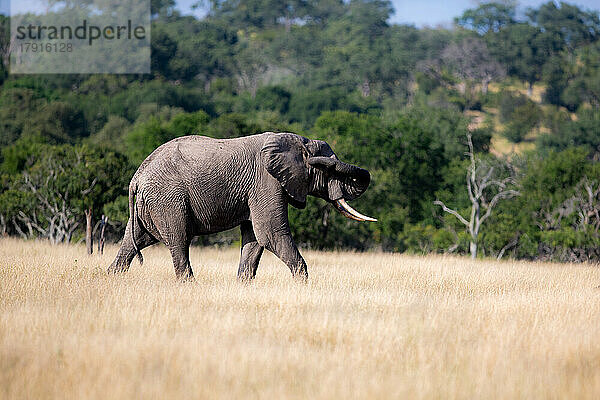 Ein Elefant  Loxodonta africana  läuft durch langes Gras und berührt dabei sein Ohr mit dem Rüssel