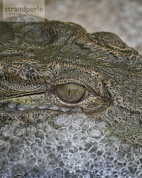 Nahaufnahme eines Krokodilauges  Crocodylus niloticus  mit Wasserblasen  die sich um sein Gesicht bilden.
