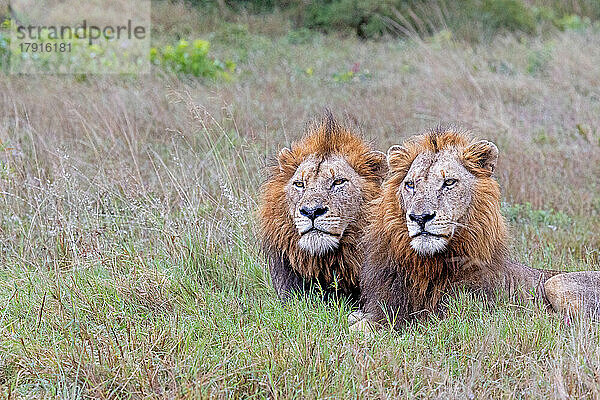 Zwei männliche Löwen  Panthera leo  liegen zusammen im langen Gras