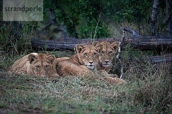 Drei Löwenjunge  Panthera leo  liegen zusammen im Gras und blicken sich an.