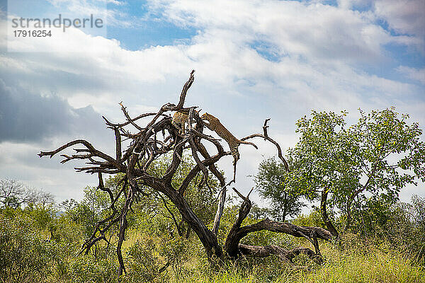 Zwei Leoparden  Panthera pardus  klettern auf einen toten Baum