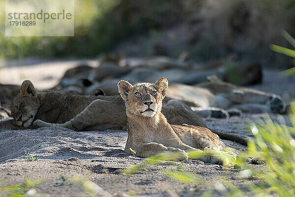 Ein junger Löwe  Panthera leo  legt sich in den Flusssand und schaut auf