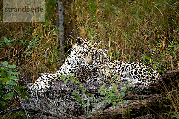 Ein Leopardenweibchen und ihr Junges  Panthera pardus  liegen zusammen auf einem Baumstamm  das Jungtier legt seine Pfoten auf ihr Gesicht