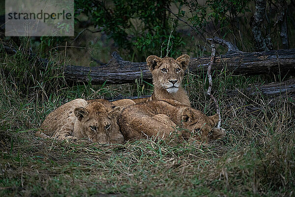 Drei Löwenjunge  Panthera leo  liegen zusammen im Gras und schauen sich an.