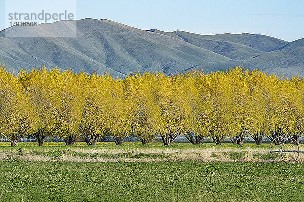 USA  Idaho  Bellevue  gelbe Bäume und Hügel im Herbst in der Nähe von Sun Valley