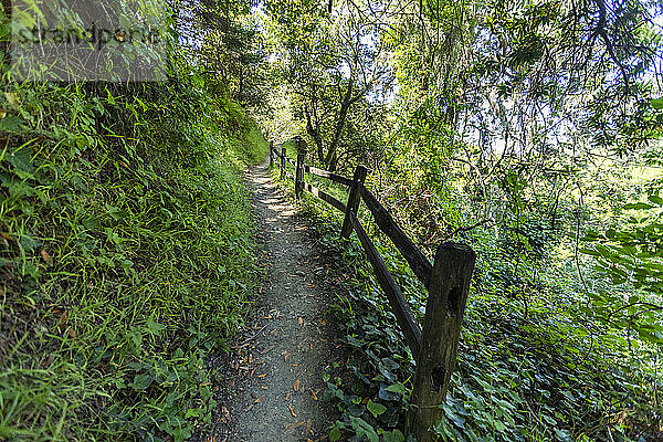 Fußweg und Holzzaun am Dipsea Trail