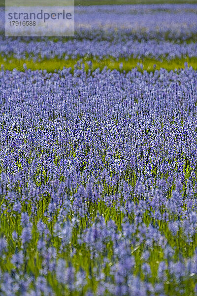 Nahaufnahme der im Frühling blühenden Camas-Lilien