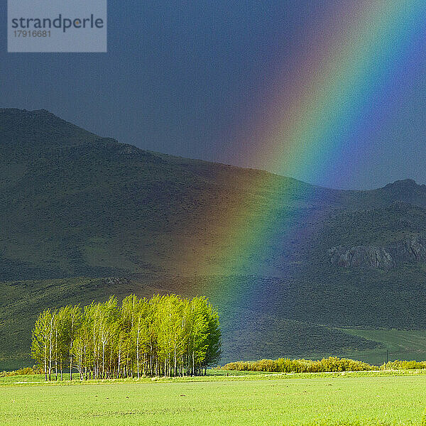 USA  Idaho  Bellevue  Ende des Regenbogens in einem Baumhain auf einem Feld in der Nähe von Sun Valley