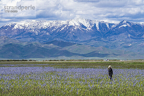 USA  Idaho  Fairfield  Frau steht im Feld blühender Camas-Lilien mit Soldier Mountain im Hintergrund