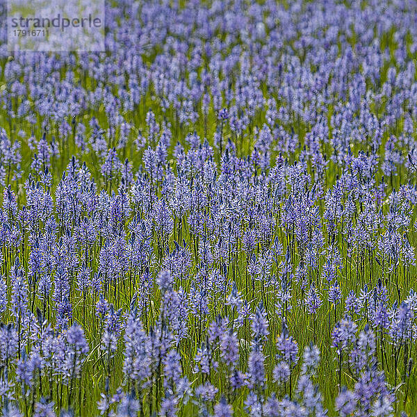 Nahaufnahme der im Frühling blühenden Camas-Lilien