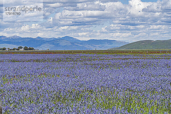 USA  Idaho  Fairfield  Field of Camas Lilien blühen im Frühling
