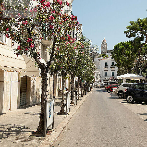 Italien  Apulien  Vieste  Bäume entlang der Straße in der Altstadt