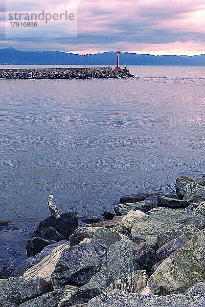 Mexiko  Puerto Vallarta  Pelikan sitzt auf Felsen in der Bucht