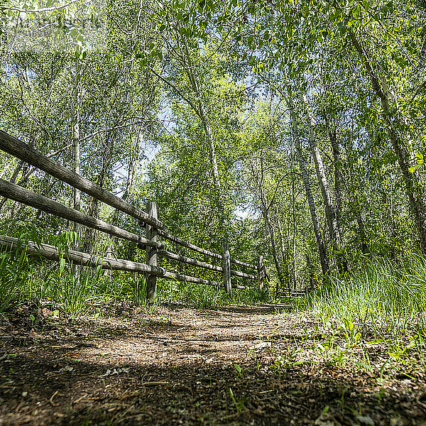 Fußweg und Zaun im Wald