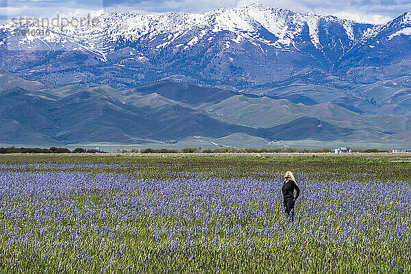 USA  Idaho  Fairfield  Frau steht im Feld blühender Camas-Lilien mit Soldier Mountain im Hintergrund