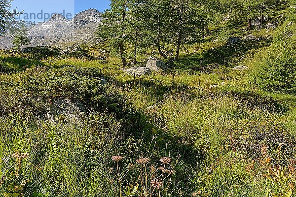 Das Tal des Grand Etret im Nationalpark Grand Paradis. pont  Aoste  Italien  Europa