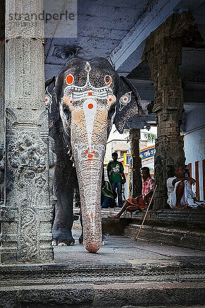 KANCHIPURAM  INDIEN  SEPTMEBER 12  2009: Elefant im Kailasanthar-Tempel. Tempelelefanten sind ein wichtiger Bestandteil vieler Tempelzeremonien und -feste  insbesondere in Südindien