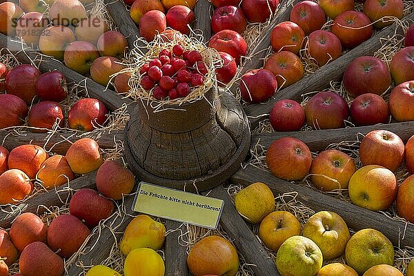 Präsentation verschiedener Apfelsorten in einem alten Wagenrad  Münsterland  Nordrhein-Westfalen  Deutschland  Europa