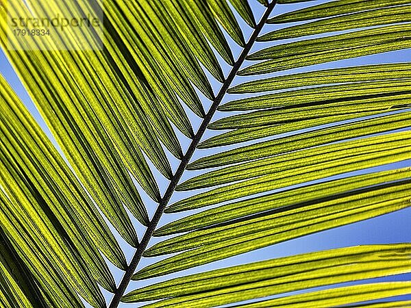 Struktur eines Palmwedels  Nahaufnahme  Gegenlicht  Hintergrundbild