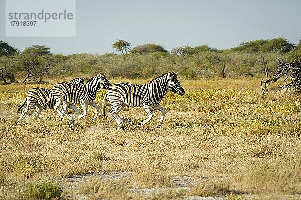 Burchell-Zebras (Equus quagga burchellii) galoppieren durch Grasland. Etosha-Nationalpark  Namibia  Afrika