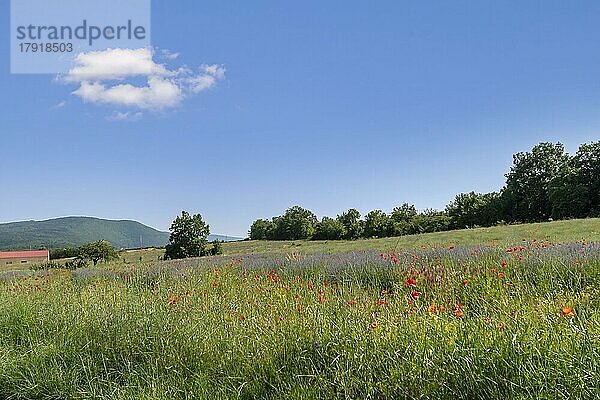 Landschaft in der Nähe von Sault  Département Vaucluse  Region Provence-Alpes-Côte d'Azur  Frankreich  Europa