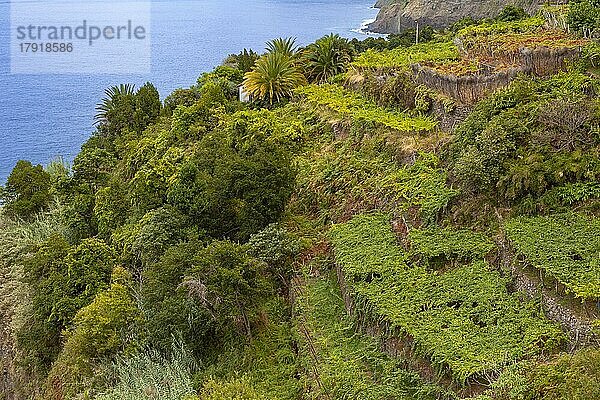 Tal von Sao Vicente  Madeira  Portugal  Europa