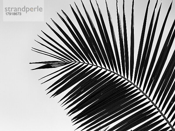 Struktur eines Palmwedels  Nahaufnahme  Gegenlicht  Schwarzweißaufnahme