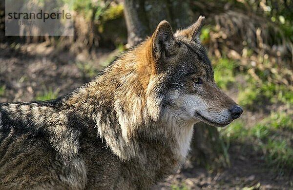 Wolf (Canis Lupus)  Deutschland  Europa