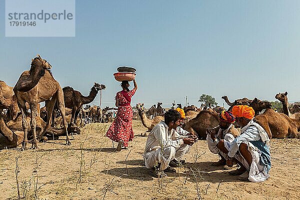 PUSHKAR  INDIEN  20. NOVEMBER 2012: Indische Männer und Frauen und Kamele auf der Pushkar-Kamelmesse (Pushkar Mela)  einer jährlichen fünftägigen Kamel- und Viehmesse  einer der größten Kamelmessen und Touristenattraktion der Welt