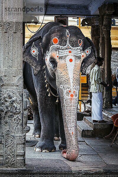 KANCHIPURAM  INDIEN  12. SEPTEMBER 2009: Elefant im Kailasanthar-Tempel. Tempelelefanten sind ein wichtiger Bestandteil vieler Tempelzeremonien und -feste  insbesondere in Südindien