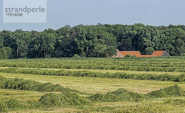 Heuernte  Münsterland  Nordrhein-Westfalen  Deutschland  Europa