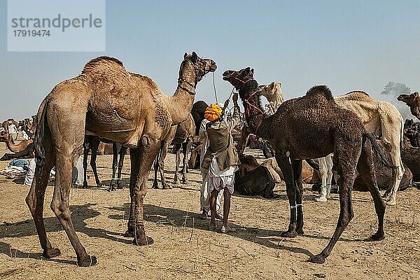 PUSHKAR  INDIEN  20. NOVEMBER 2012: Indische Männer und Kamele auf der Pushkar-Kamelmesse (Pushkar Mela)  einer jährlichen fünftägigen Kamel- und Viehmesse  einer der größten Kamelmessen und Touristenattraktion der Welt